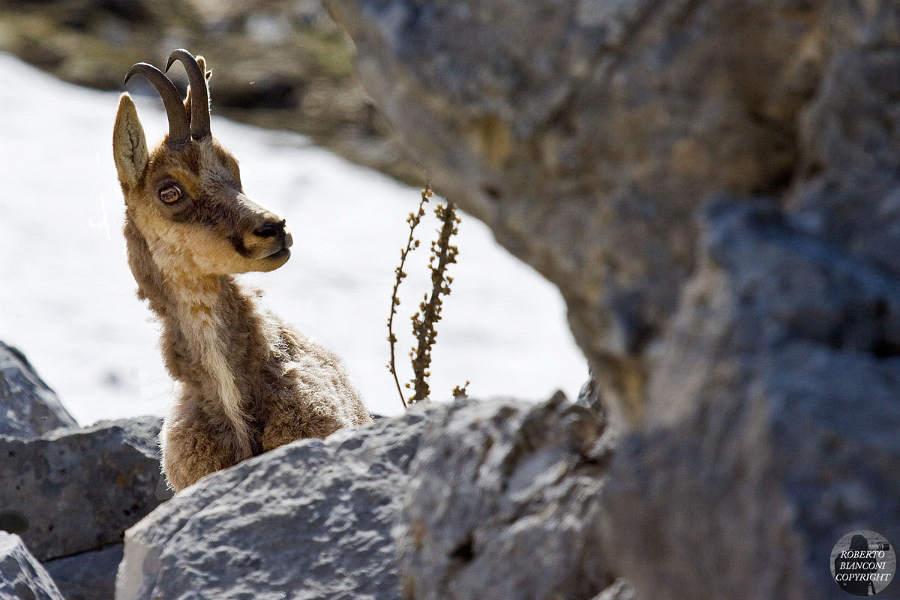 Camoscio d''Abruzzo Rupicapra pyrenaica ornata