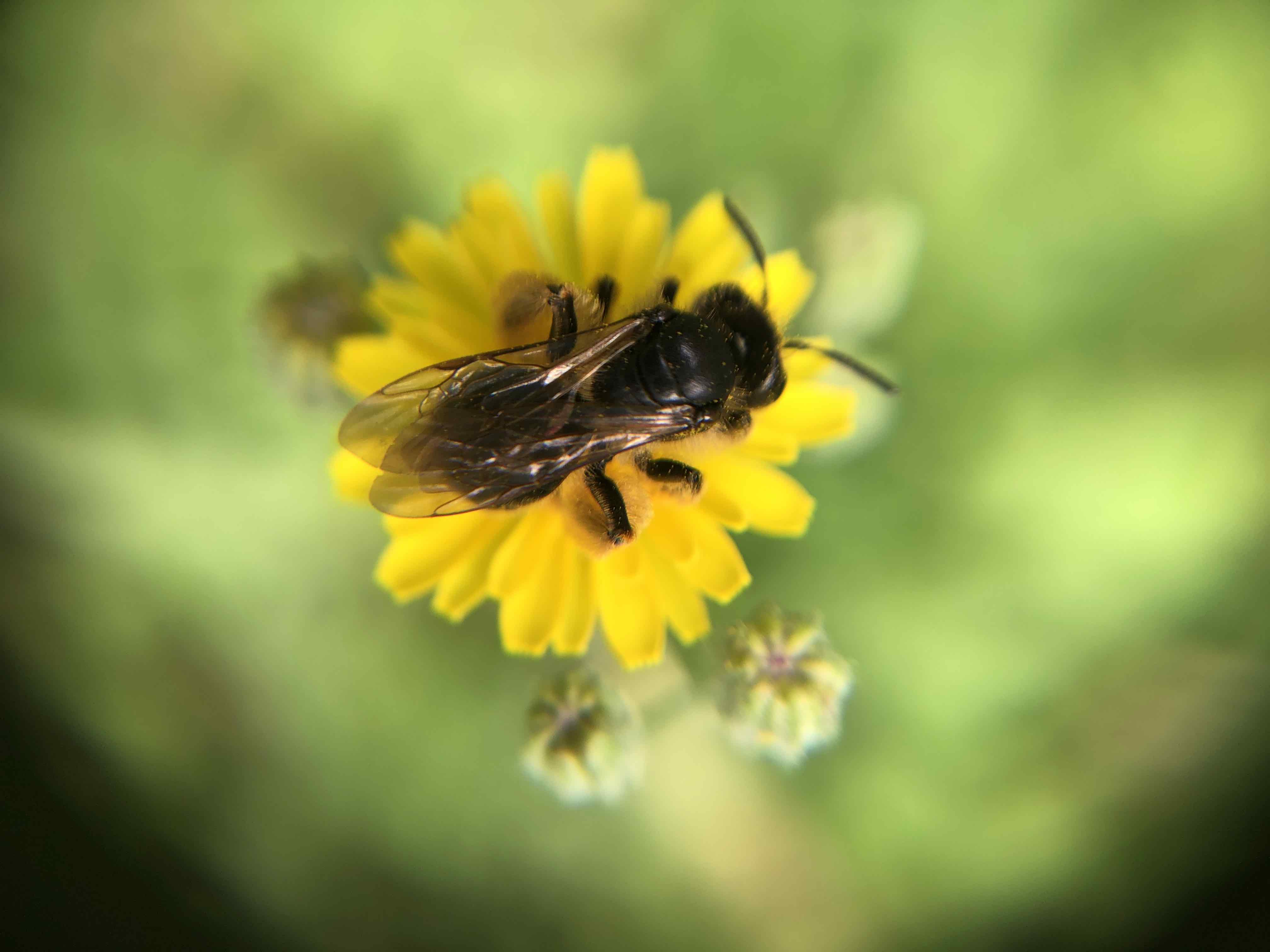 Andrenidae: Andrena (Chlorandrena) sp.