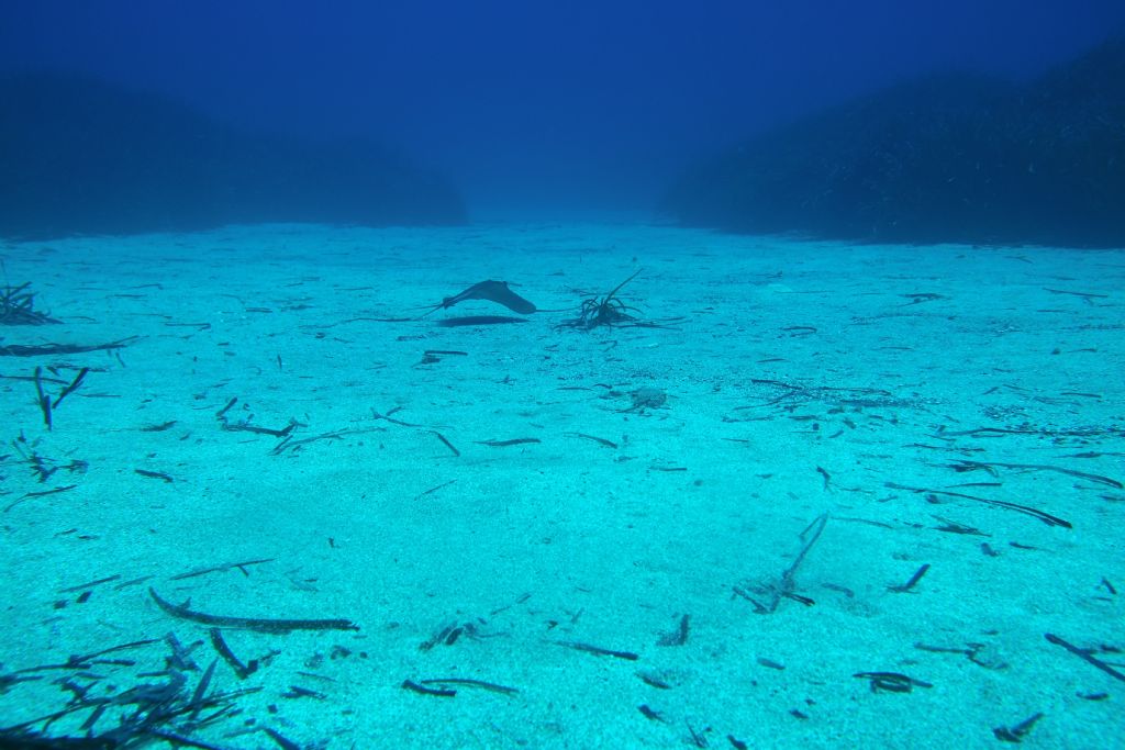 Foto di una razza sul fondo di Pantelleria.