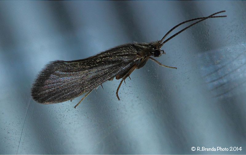 Glossosomatidae del fiume Tirino c/o Capestrano (AQ)