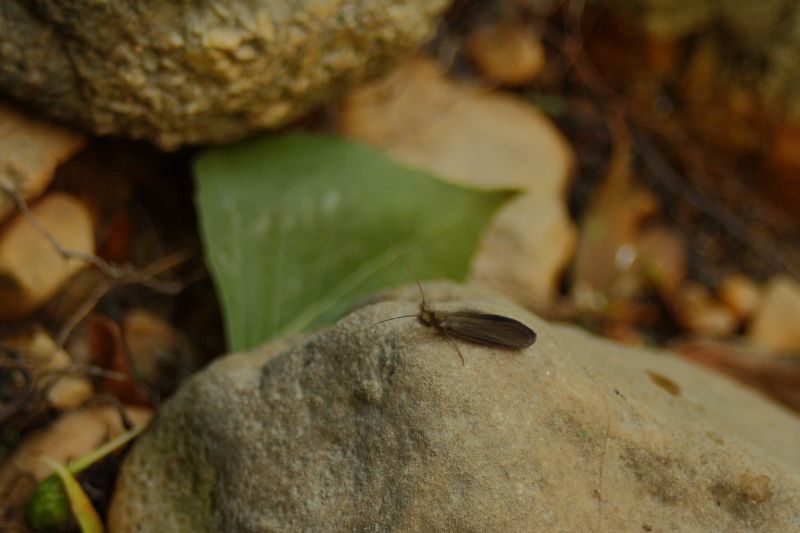 Lepidostoma sp.  del fiume Pescara -  Bussi Officine (PE)