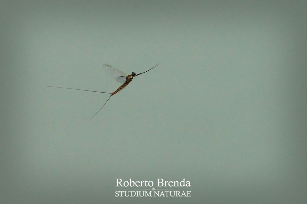 Ecdyonurus belfiorei imago male