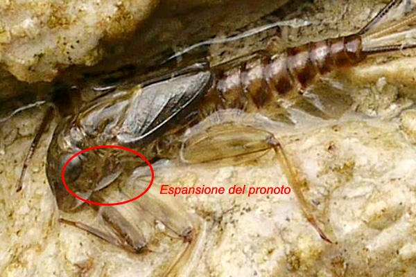 Rhithrogena ?
