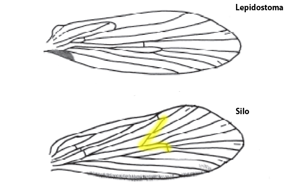 Trichoptera