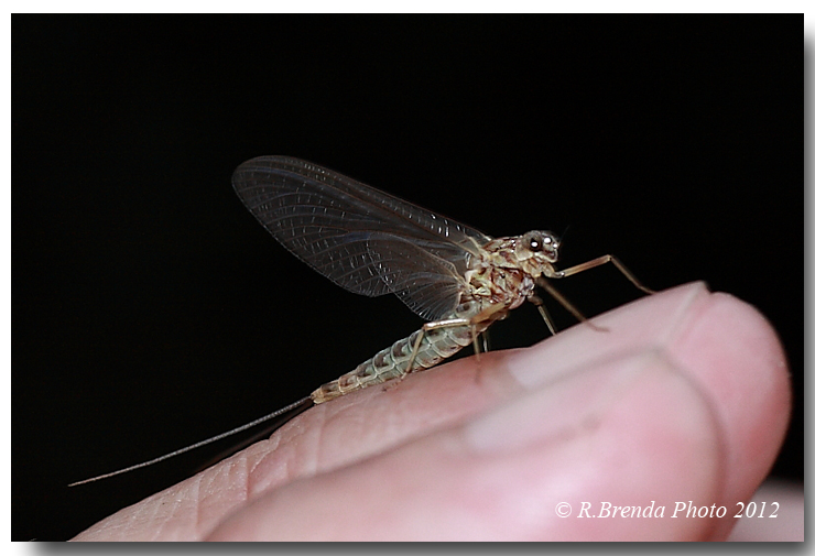 Siphlonurus lacustris
