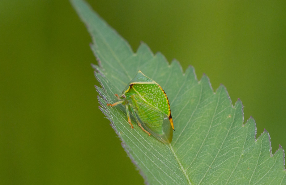 Cicadomorpha: Stictocephala bisonia (Membracidae)