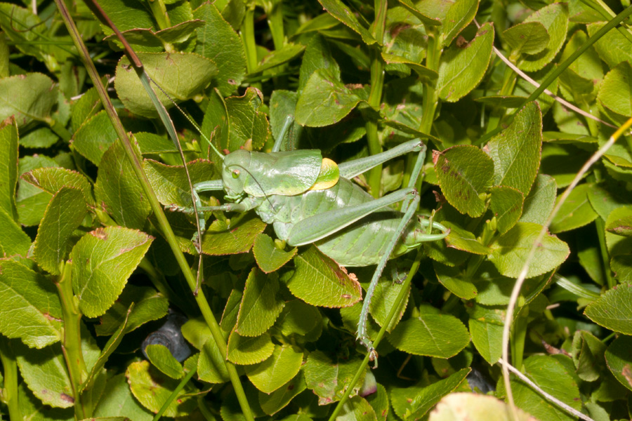 Polysarcus denticauda, maschio (Phaneropteridae)