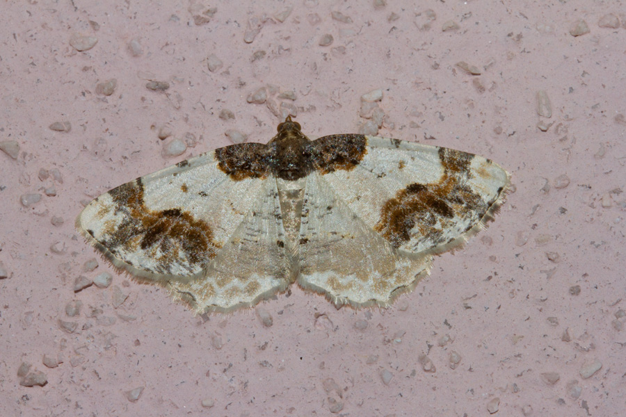 Ligdia adustata, Geometridae