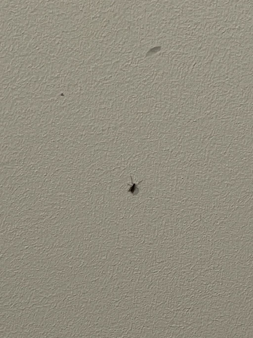 Piccoli insetti neri che invadono casa
