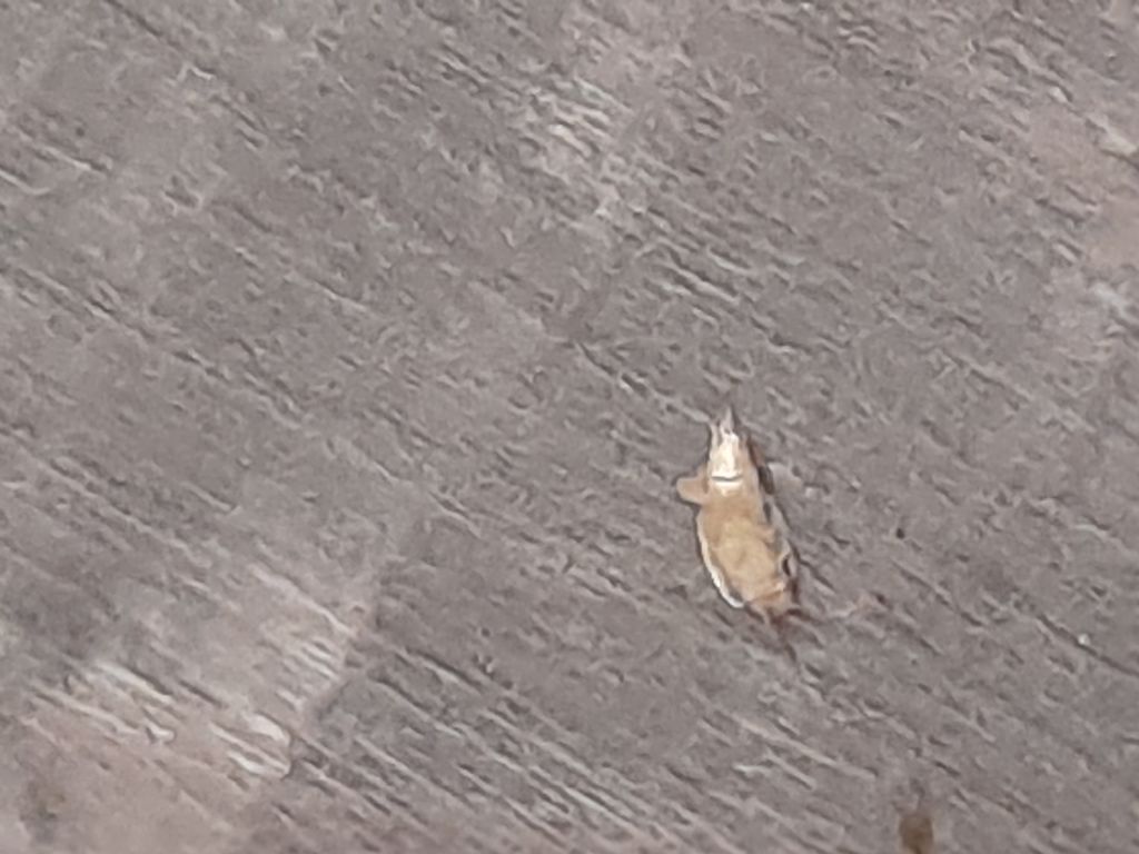 Strani insetti volanti in casa
