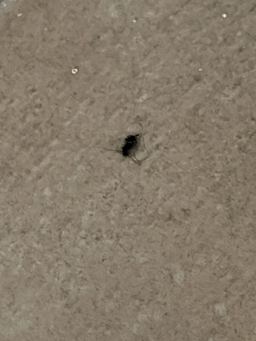 Strani insetti volanti in casa