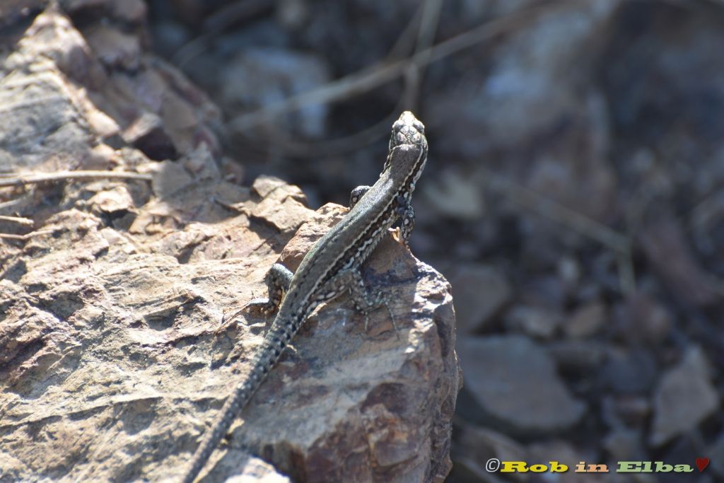 muralis o siculus?