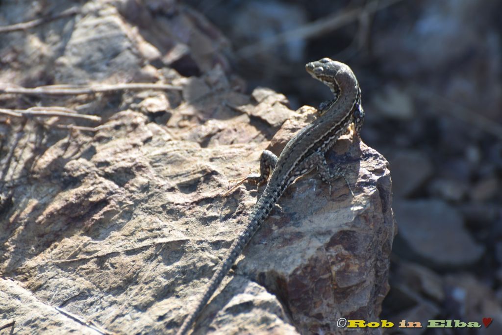 muralis o siculus?