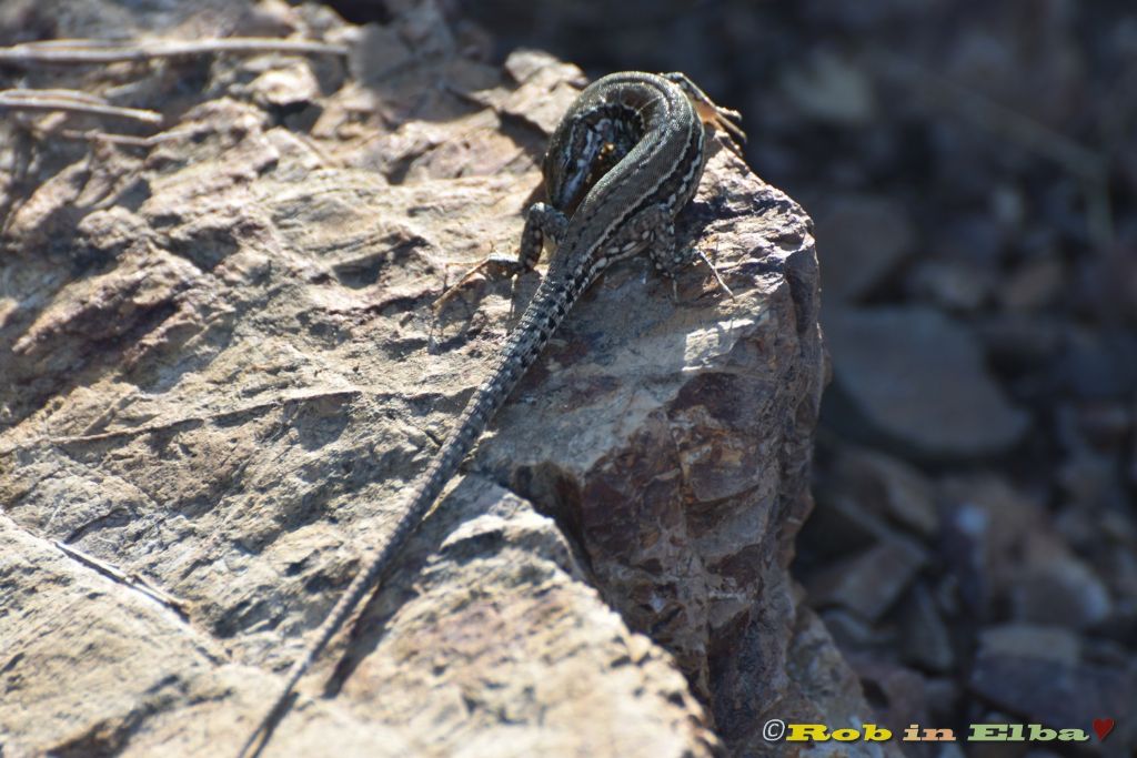 muralis o siculus?