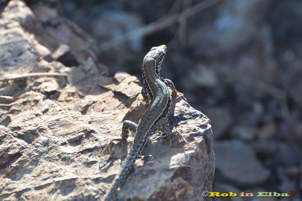 muralis o siculus?