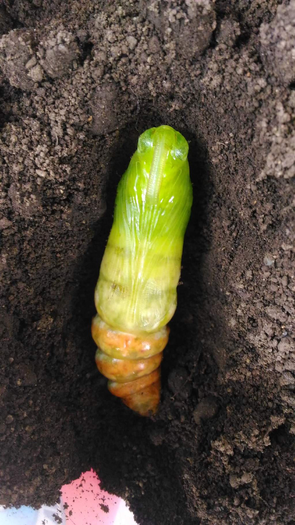 Tempo di sfarfallamento, Agrius convolvuli