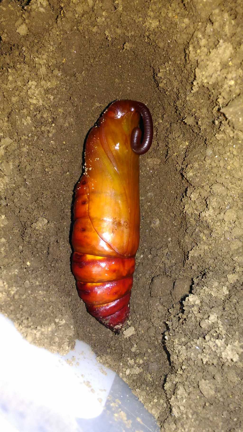 Tempo di sfarfallamento, Agrius convolvuli