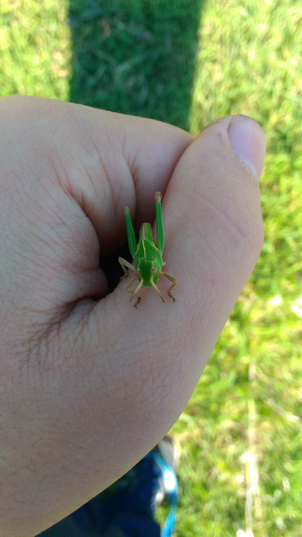 Come si chiama? Locusta migratoria cinerascens