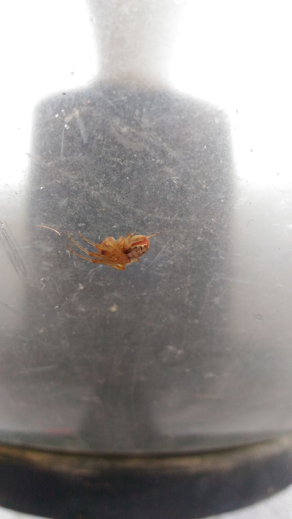 Gioiellino arancione:  Zygiella cfr. atrica -  Catanzaro