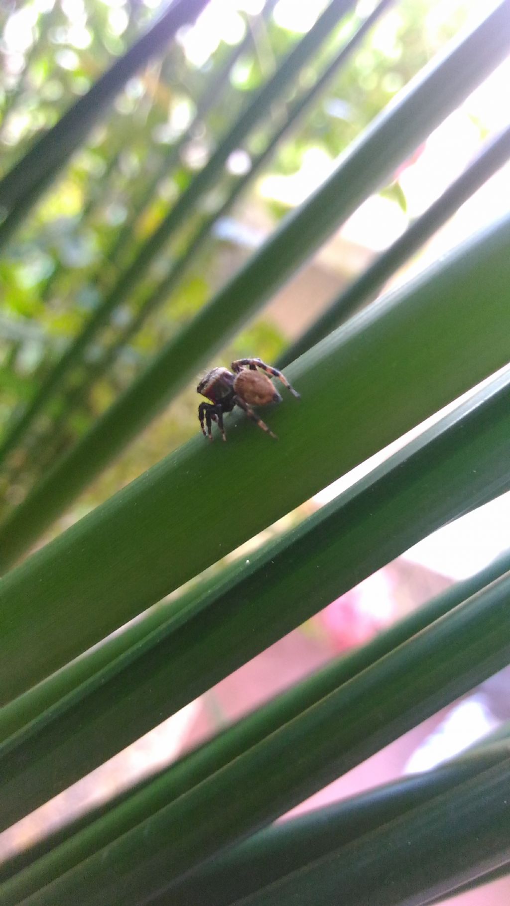 Salticidae?  S,  Evarcha jucunda, maschio  - Catanzaro