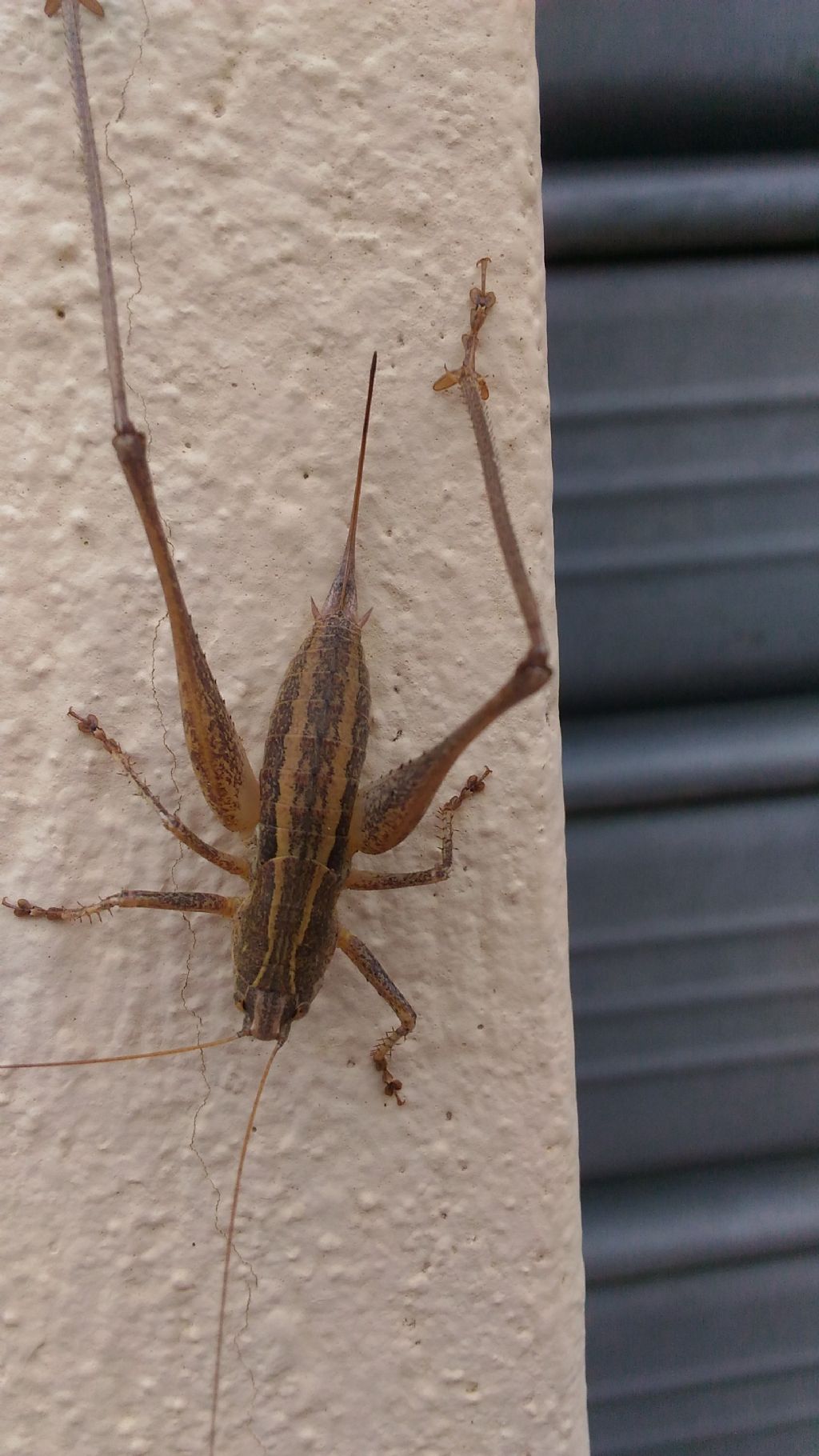 Identificazione cavalletta:  Rhacocleis neglecta neglecta (Tettigoniidae)