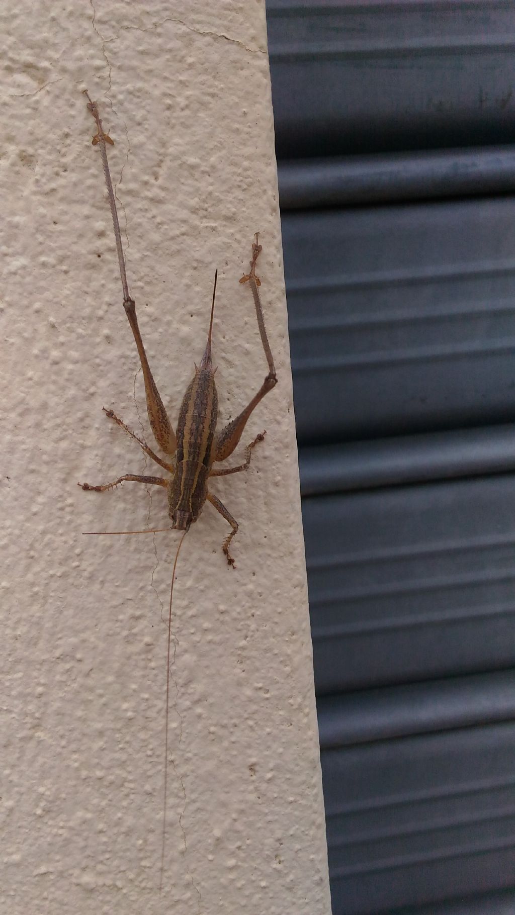 Identificazione cavalletta:  Rhacocleis neglecta neglecta (Tettigoniidae)