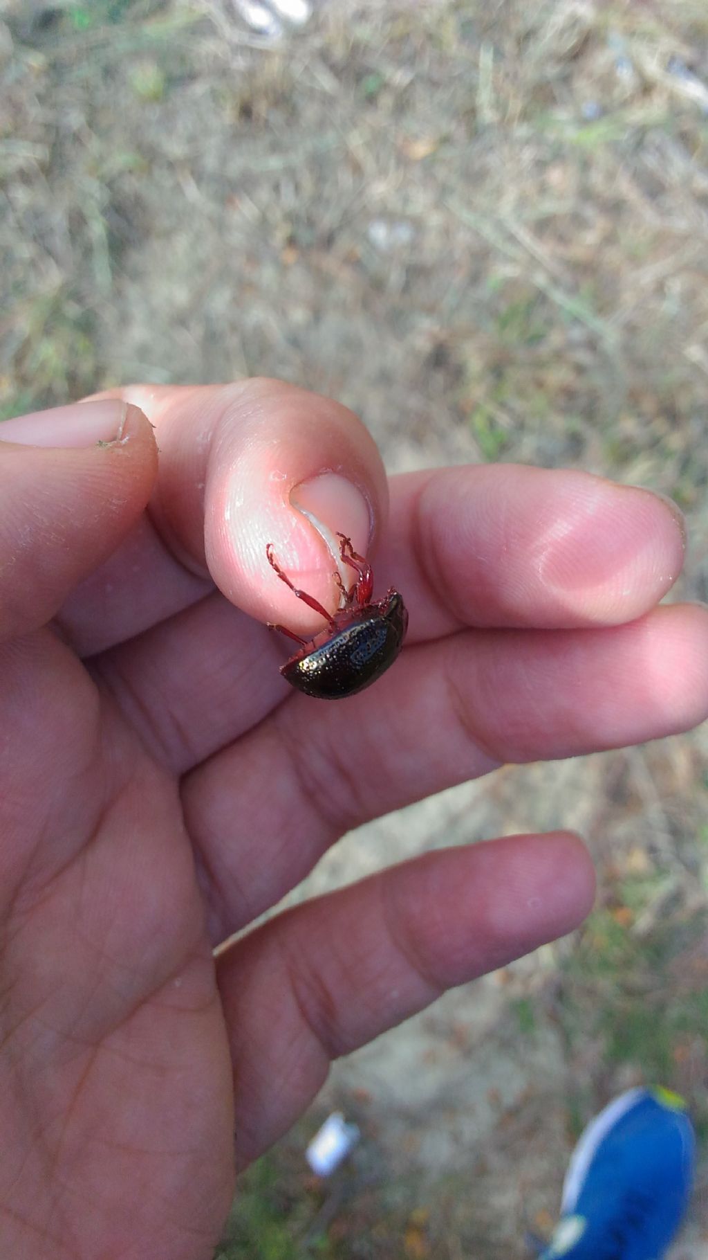 Chrysolina bankii, Chrysomelidae