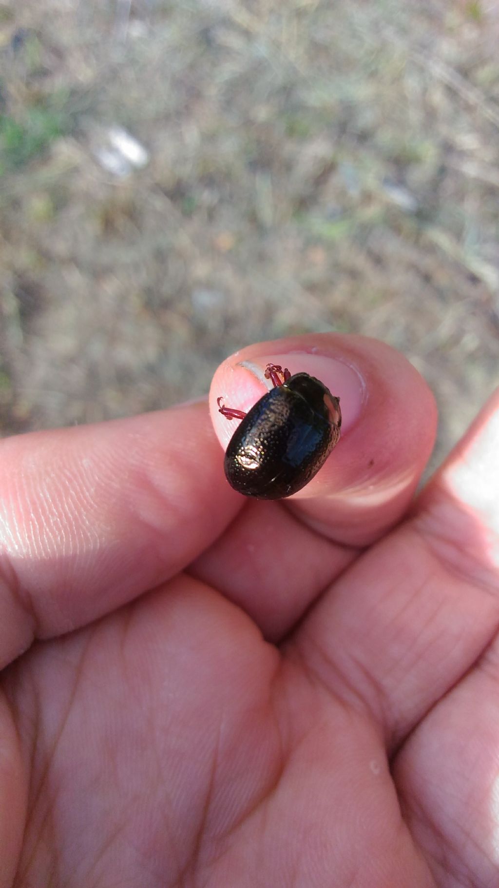 Chrysolina bankii, Chrysomelidae