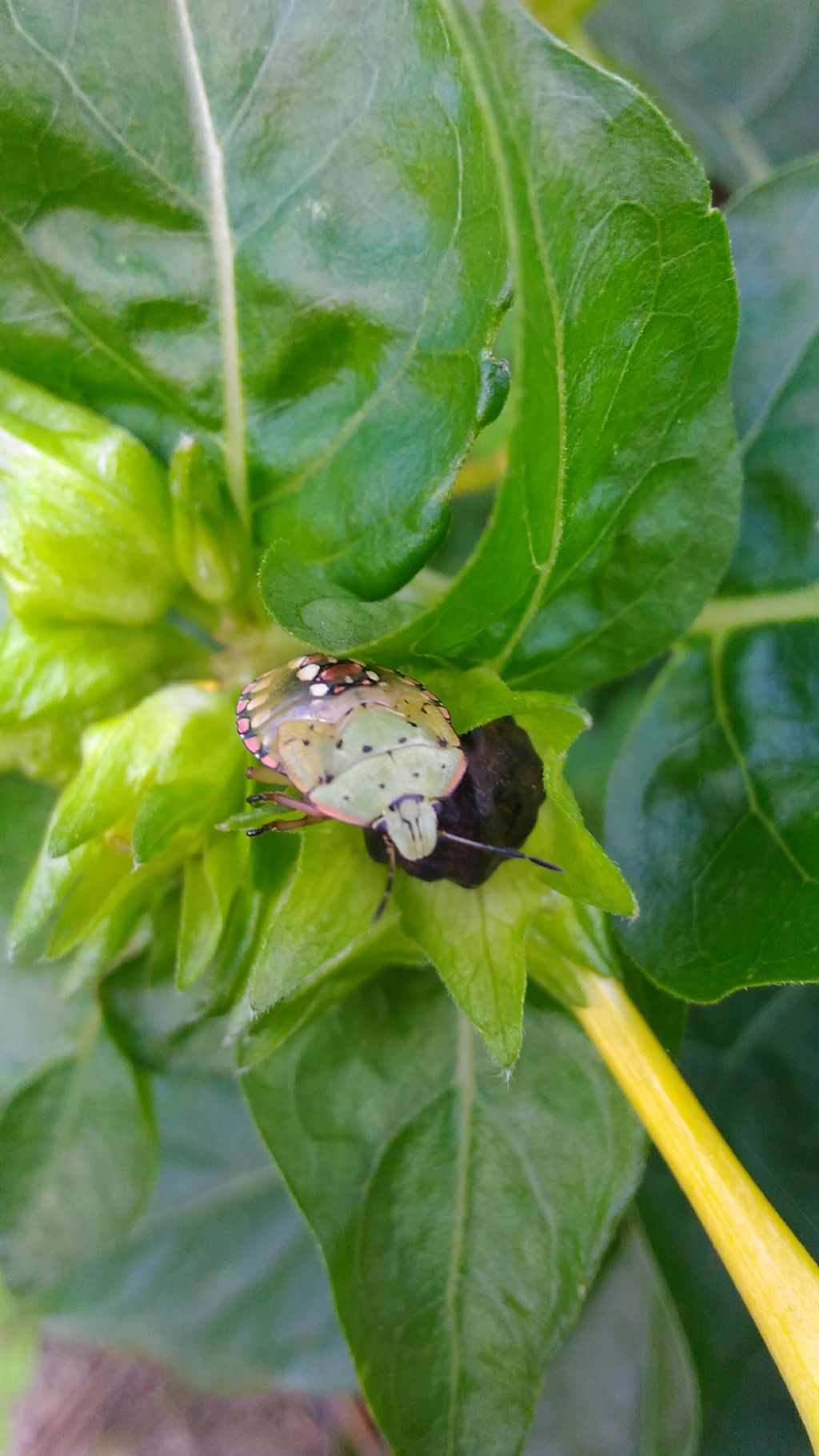 Pentatomidae su Mirabilis jalapa:  neanidi di Nezara viridula