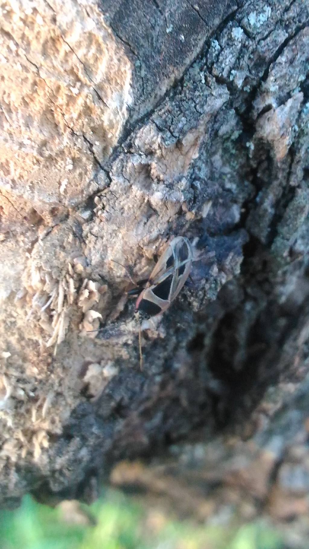 Lygaeidae: Xanthochilus saturnius