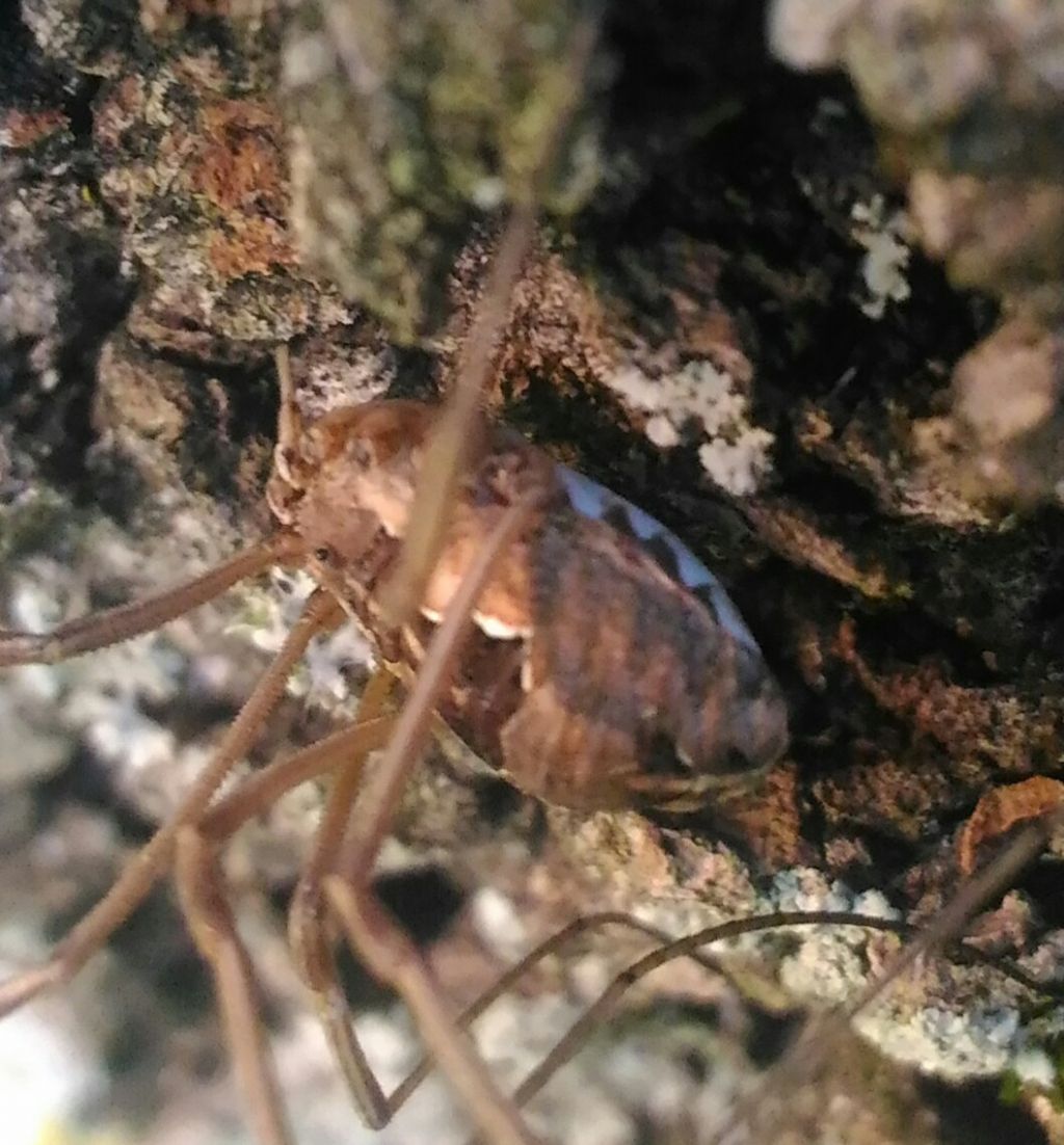 Metaphalangium cirtanum (Phalangiidae)