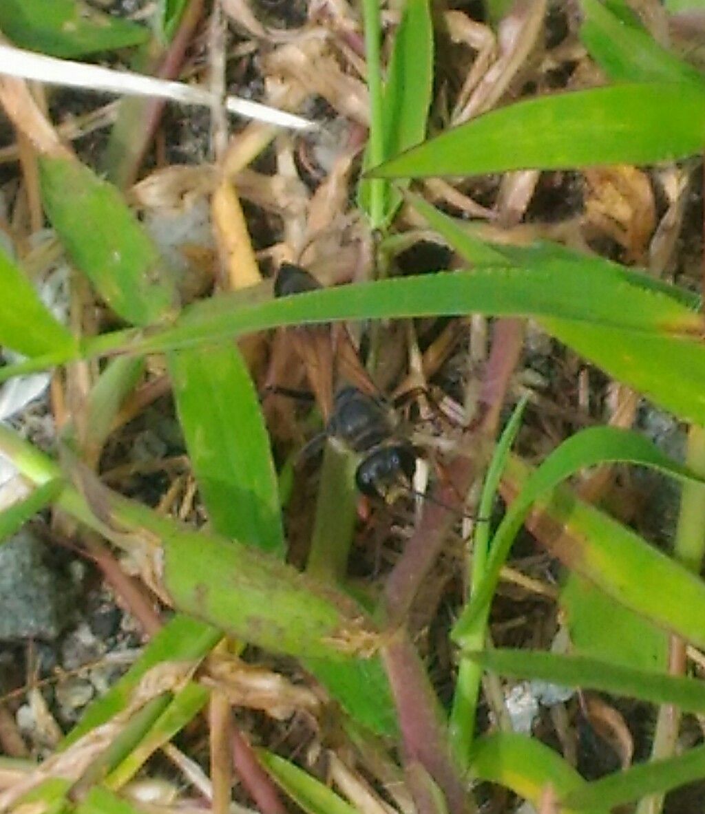 Pompilidae? No, Sphecidae, Sphex sp.