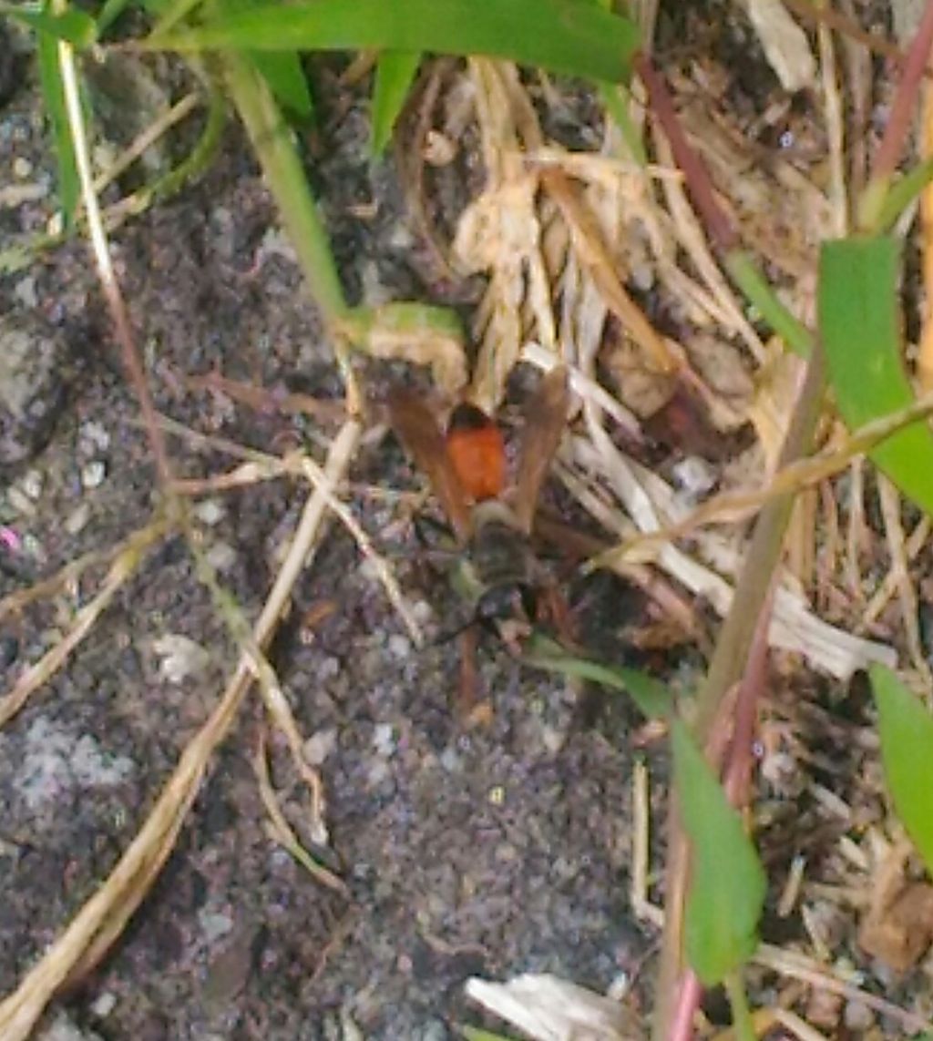 Pompilidae? No, Sphecidae, Sphex sp.