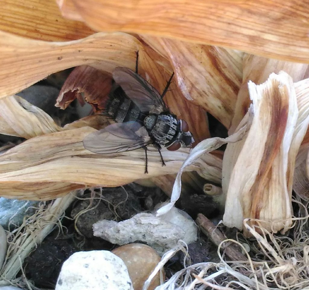 Tachinidi da Vanessa atalanta: Compsilura concinnata