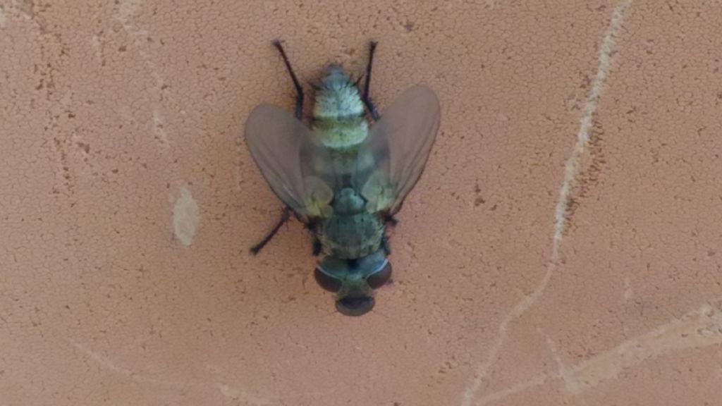 Tachinidi da Vanessa atalanta: Compsilura concinnata