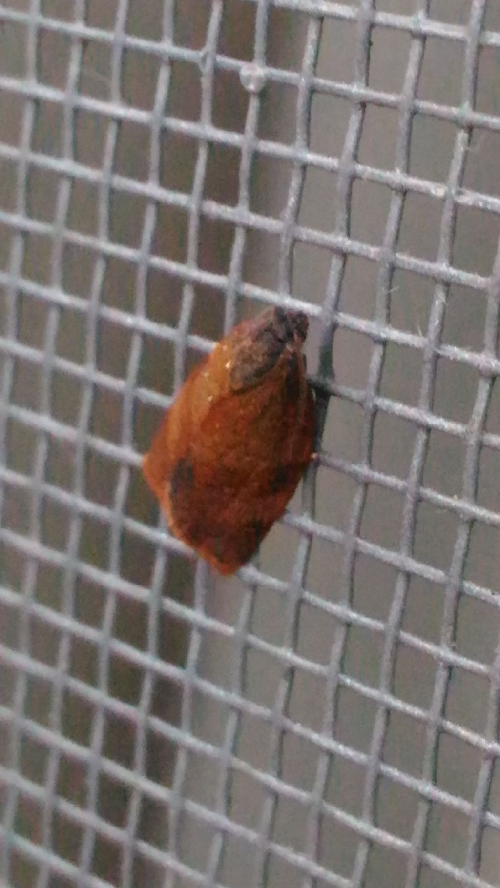 Piccola falena rossiccia - Cacoecimorpha pronubana, Tortricidae