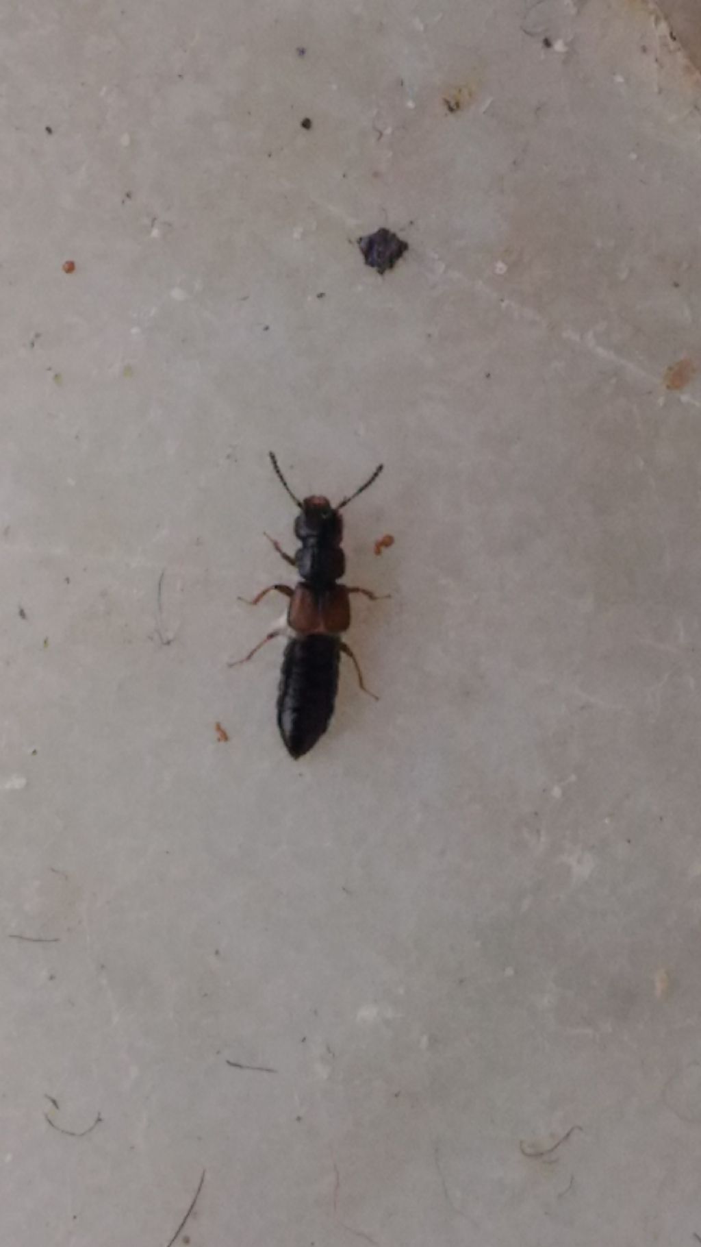 Staphylinidae: cfr.  Anotylus sp.