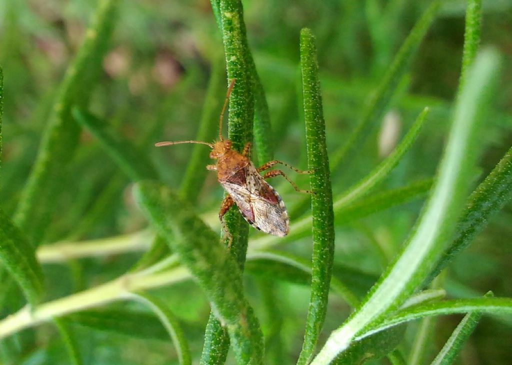 Rhopalidae: cfr. Rhopalus subrufus