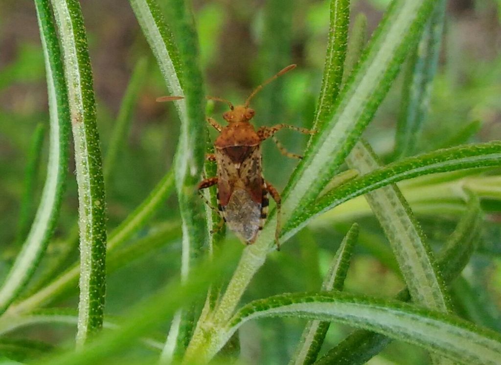 Rhopalidae: cfr. Rhopalus subrufus