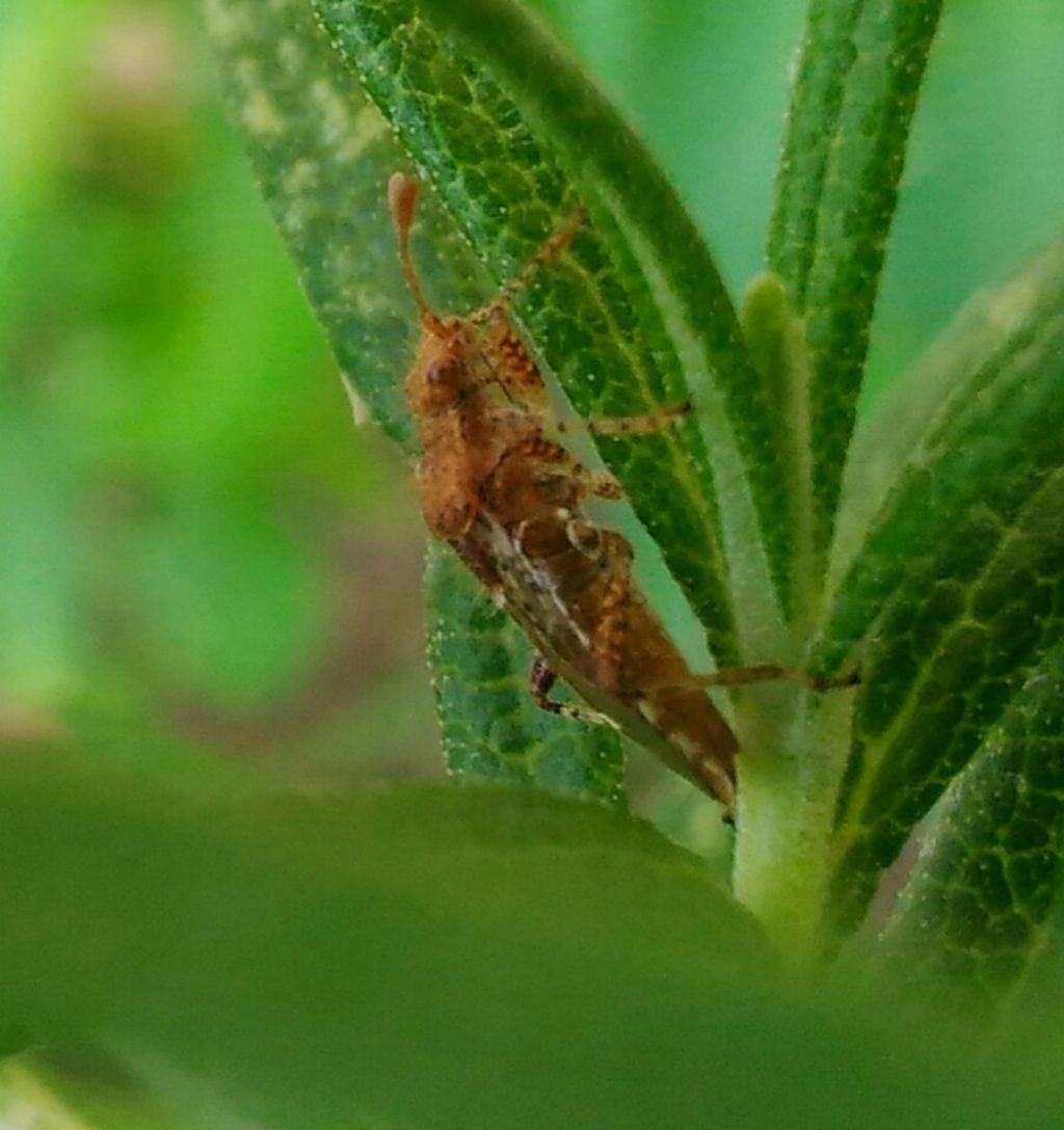 Rhopalidae: cfr. Rhopalus subrufus