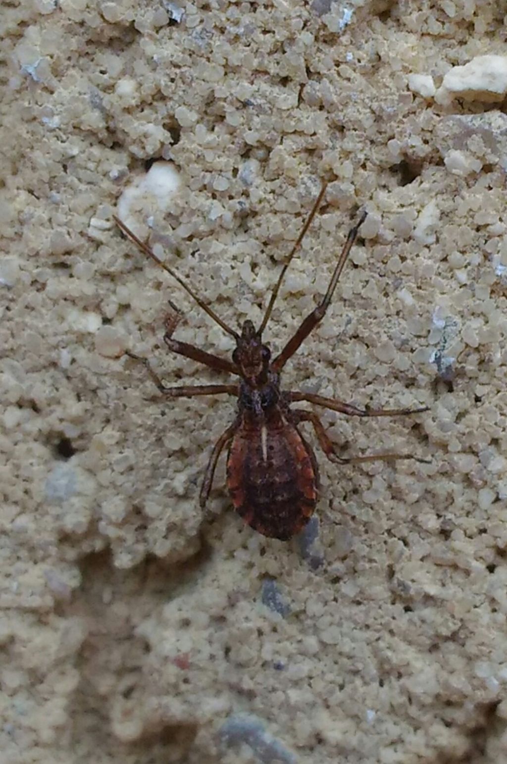 Reduviidae: ninfa di Rhynocoris cfr. erythropus