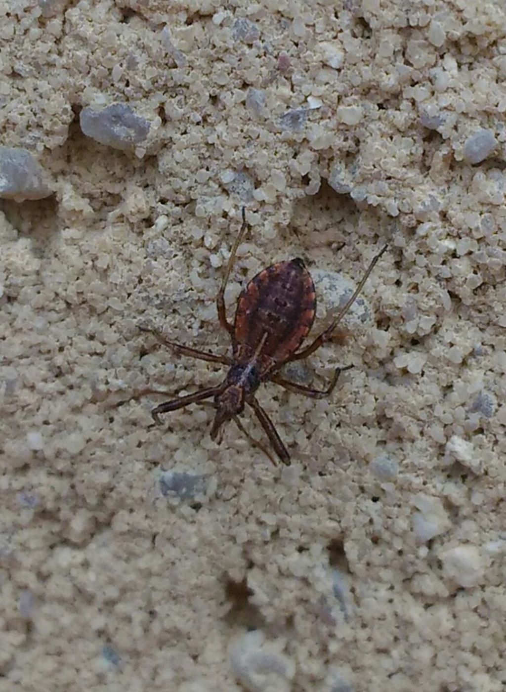 Reduviidae: ninfa di Rhynocoris cfr. erythropus