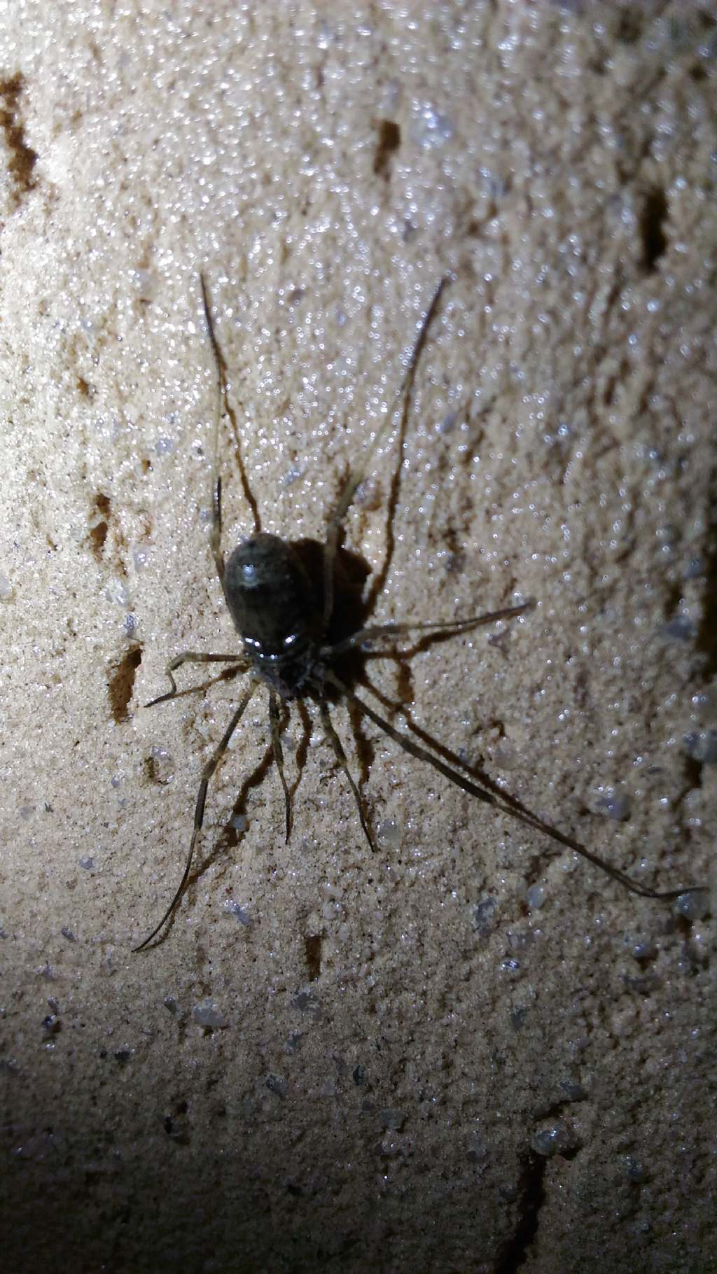 Opilione molto grosso:  Odiellus sp. (Phalangiidae)