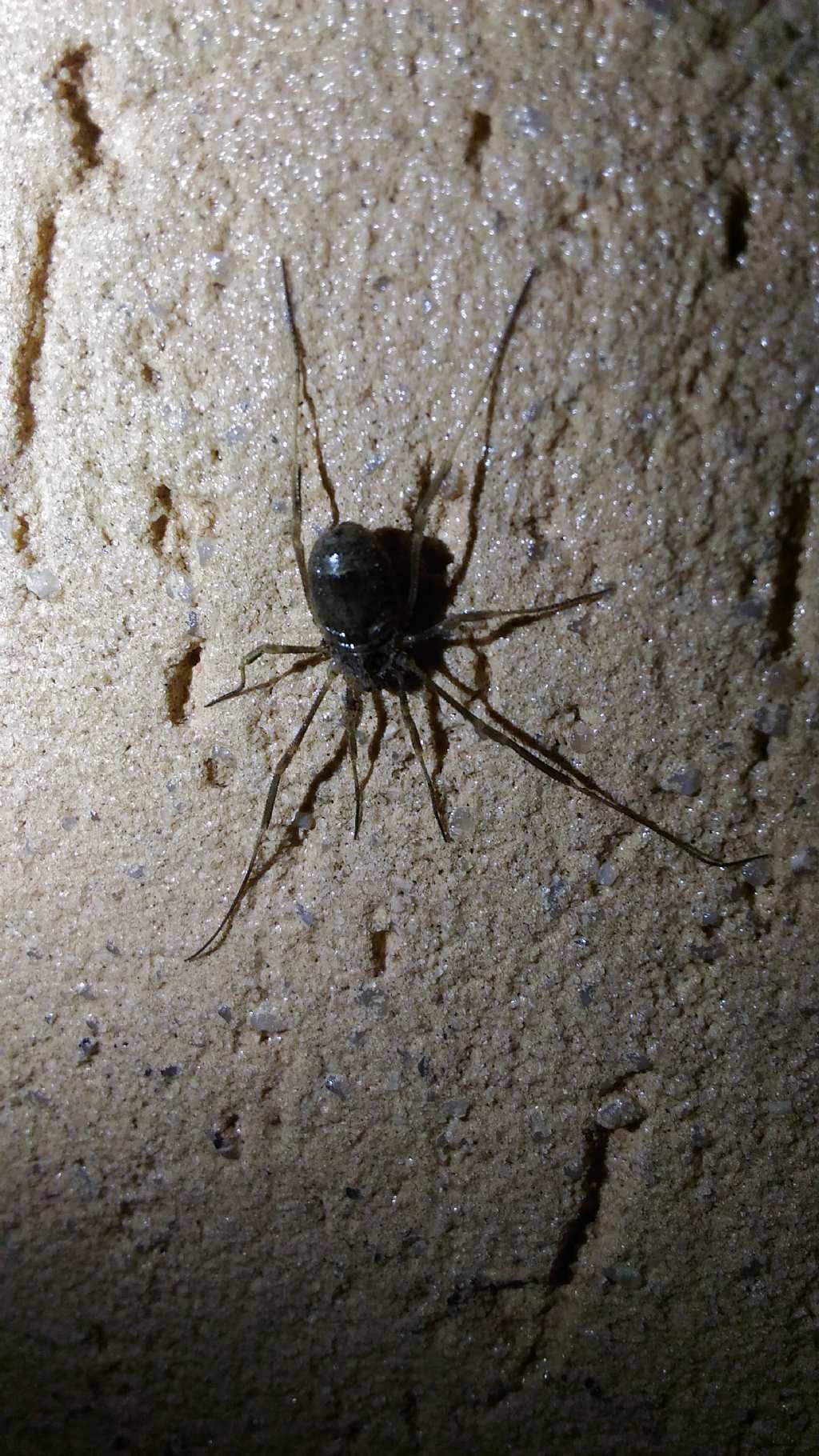Opilione molto grosso:  Odiellus sp. (Phalangiidae)