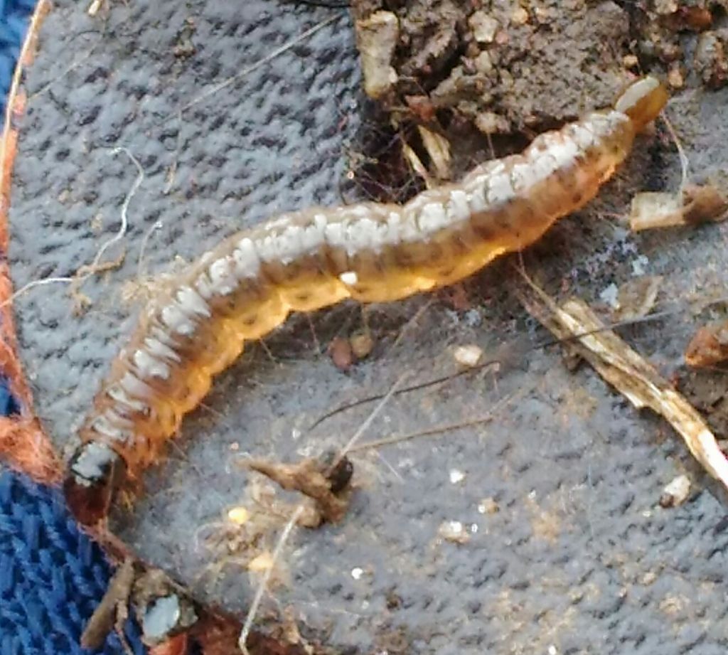 Larva...  Ma di cosa?