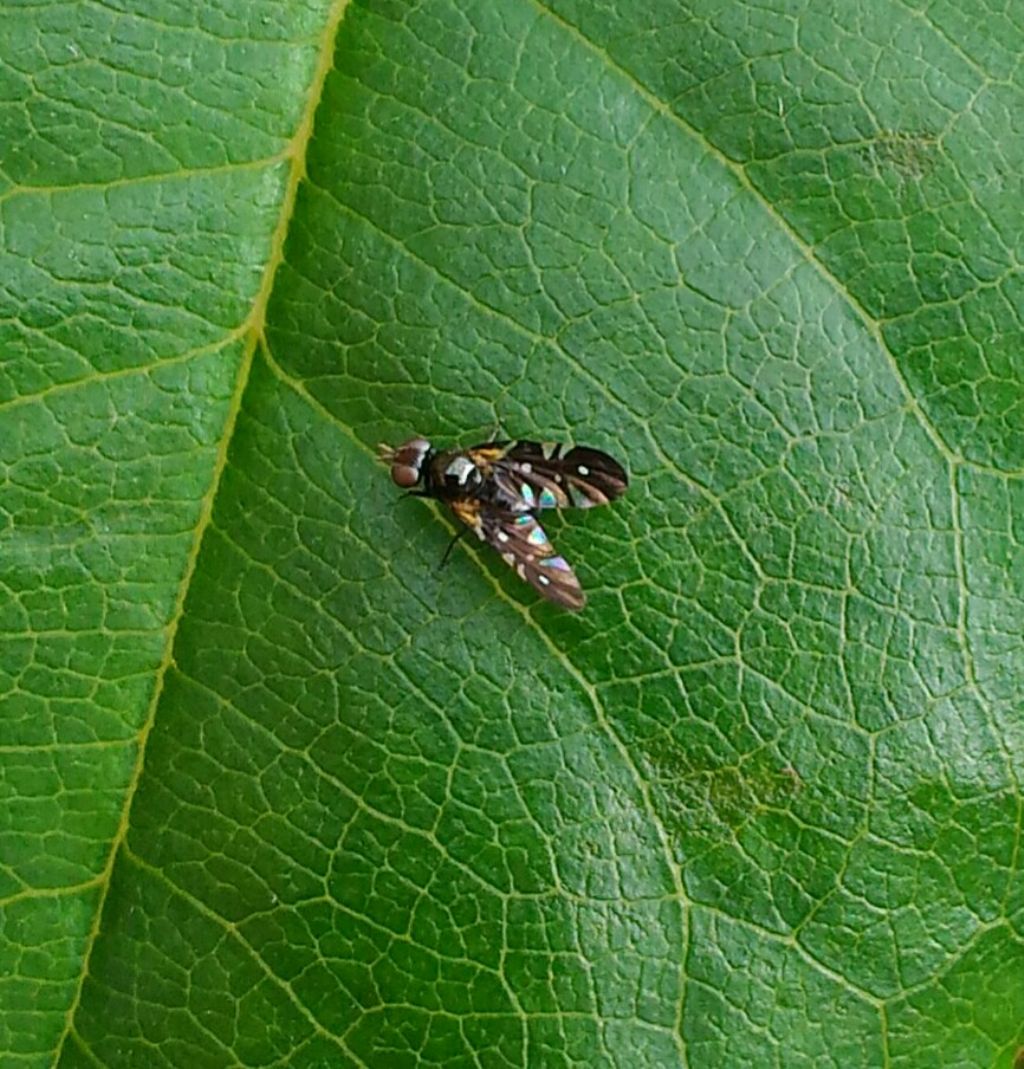 Tephritidae:  Oxyaciura tibialis (cfr.)