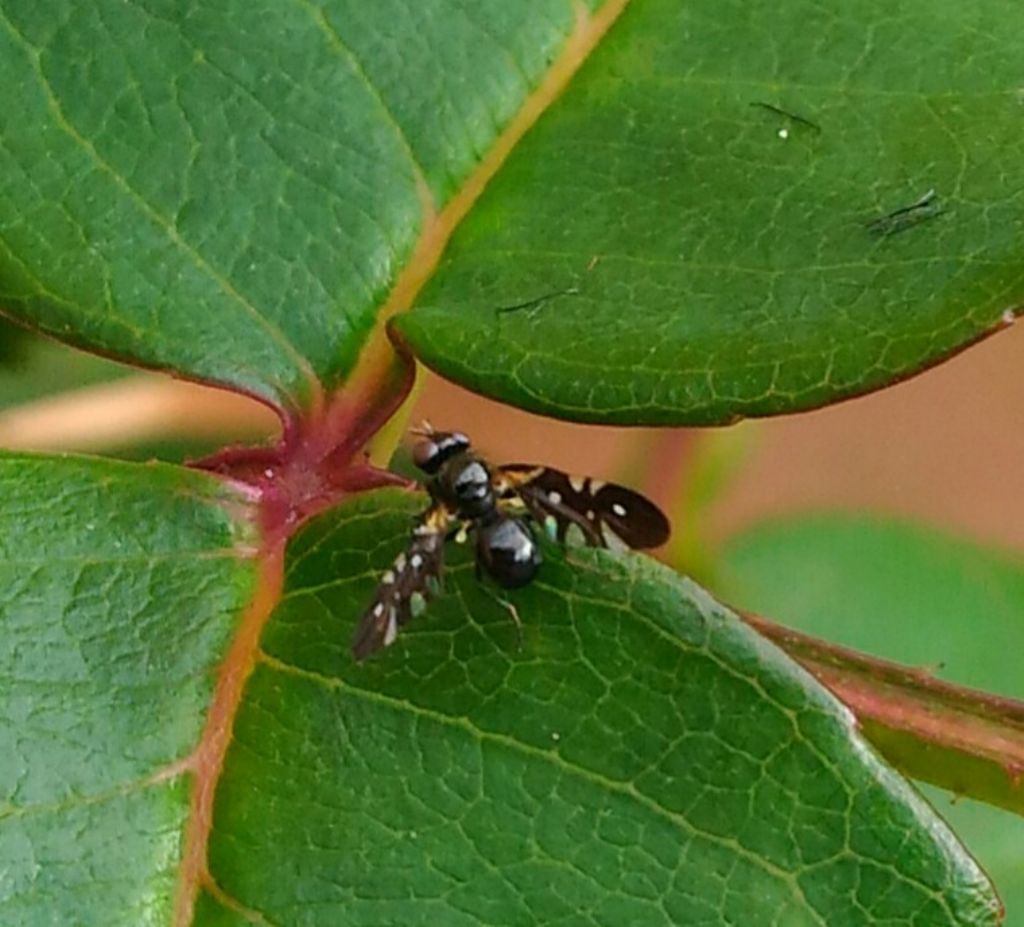 Tephritidae:  Oxyaciura tibialis (cfr.)