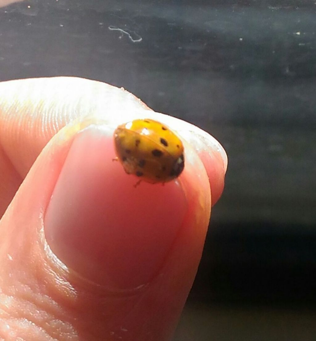 Harmonia axyridis in Calabria?  S !