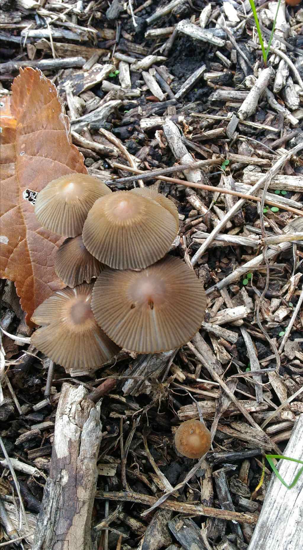 ID funghi saprofiti calabresi