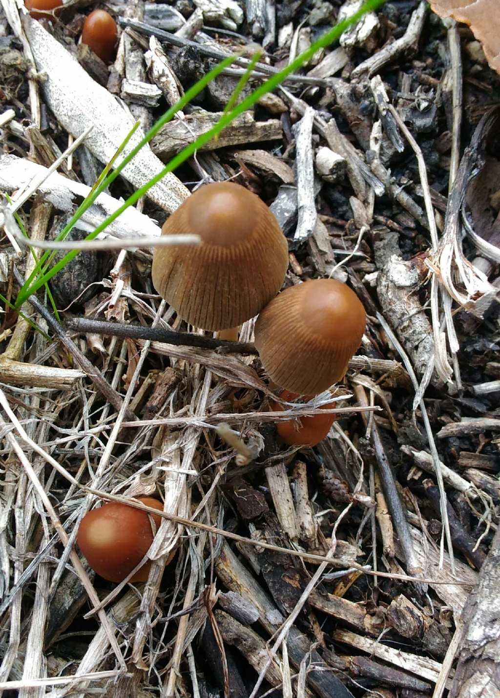 ID funghi saprofiti calabresi
